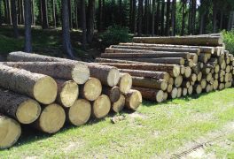 Prodej dřevní hmoty z těžby z městských lesů v lokalitě u Petrovic a Vysočina Arény u Nového Města na Moravě – srpen 2016