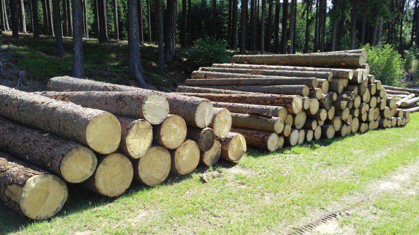 Prodej dřevní hmoty z těžby z městských lesů v lokalitě u Petrovic a Vysočina Arény u Nového Města na Moravě – srpen 2016